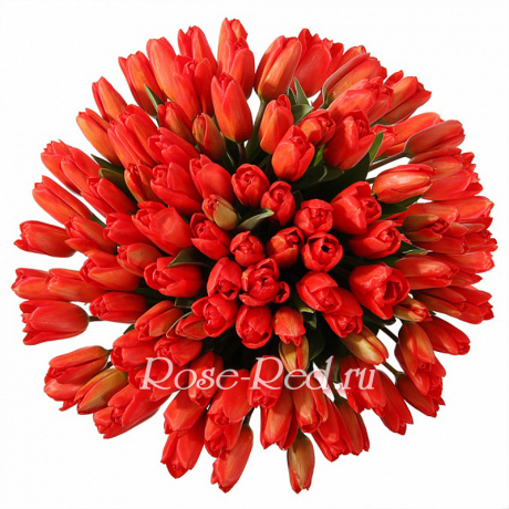 Прекрасные тюльпаны