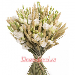 Жаворонок полевой