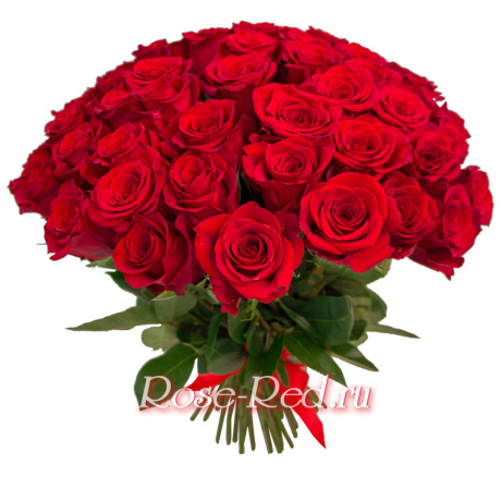 Роза Красная Премиум 70см