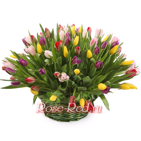 Корзина 75 тюльпанов